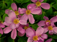 Really big pale pink flowers.